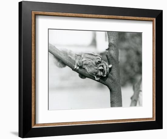 A Sugar Glider on a Branch with Her Baby on Her Back, London Zoo, 1929 (B/W Photo)-Frederick William Bond-Framed Giclee Print