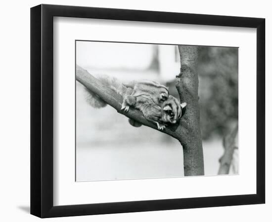 A Sugar Glider on a Branch with Her Baby on Her Back, London Zoo, 1929 (B/W Photo)-Frederick William Bond-Framed Giclee Print