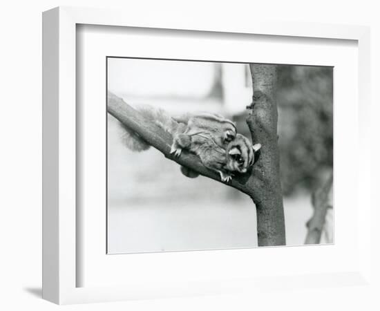 A Sugar Glider on a Branch with Her Baby on Her Back, London Zoo, 1929 (B/W Photo)-Frederick William Bond-Framed Giclee Print