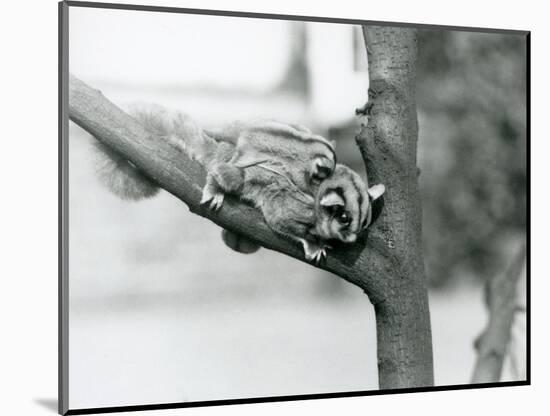 A Sugar Glider on a Branch with Her Baby on Her Back, London Zoo, 1929 (B/W Photo)-Frederick William Bond-Mounted Giclee Print