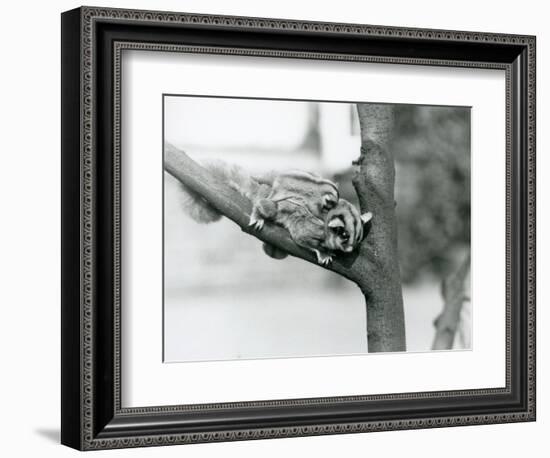 A Sugar Glider on a Branch with Her Baby on Her Back, London Zoo, 1929 (B/W Photo)-Frederick William Bond-Framed Giclee Print