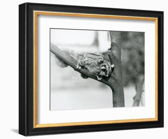 A Sugar Glider on a Branch with Her Baby on Her Back, London Zoo, 1929 (B/W Photo)-Frederick William Bond-Framed Giclee Print