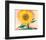 A Sunflower from Maggie, 1937-Georgia O'Keeffe-Framed Art Print