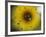 A Sunflower is Reflected in Raindrops on a Car Window-null-Framed Photographic Print