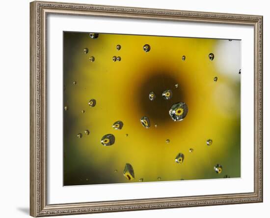 A Sunflower is Reflected in Raindrops on a Car Window-null-Framed Photographic Print