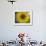 A Sunflower is Reflected in Raindrops on a Car Window-null-Framed Photographic Print displayed on a wall