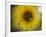 A Sunflower is Reflected in Raindrops on a Car Window-null-Framed Photographic Print