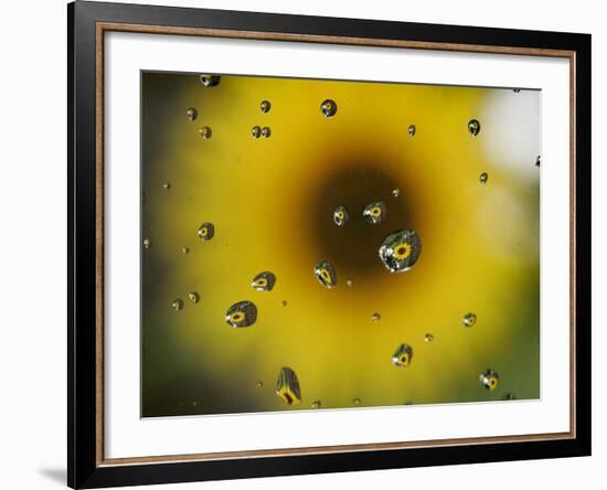 A Sunflower is Reflected in Raindrops on a Car Window-null-Framed Photographic Print