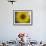 A Sunflower is Reflected in Raindrops on a Car Window-null-Framed Photographic Print displayed on a wall