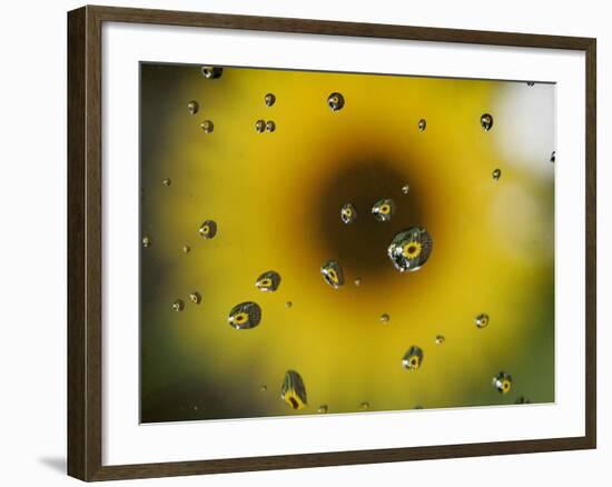 A Sunflower is Reflected in Raindrops on a Car Window-null-Framed Photographic Print