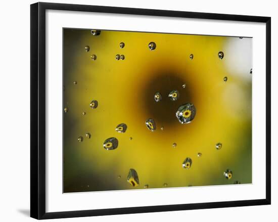 A Sunflower is Reflected in Raindrops on a Car Window-null-Framed Photographic Print