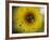 A Sunflower is Reflected in Raindrops on a Car Window-null-Framed Photographic Print