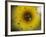 A Sunflower is Reflected in Raindrops on a Car Window-null-Framed Photographic Print