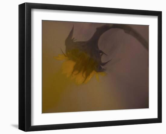 A Sunflower 's Lament-Valda Bailey-Framed Photographic Print