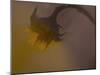 A Sunflower 's Lament-Valda Bailey-Mounted Photographic Print
