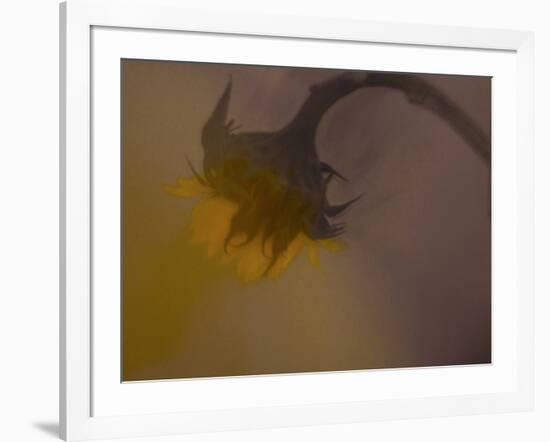 A Sunflower 's Lament-Valda Bailey-Framed Photographic Print