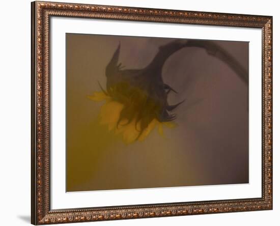 A Sunflower 's Lament-Valda Bailey-Framed Photographic Print