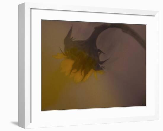 A Sunflower 's Lament-Valda Bailey-Framed Photographic Print