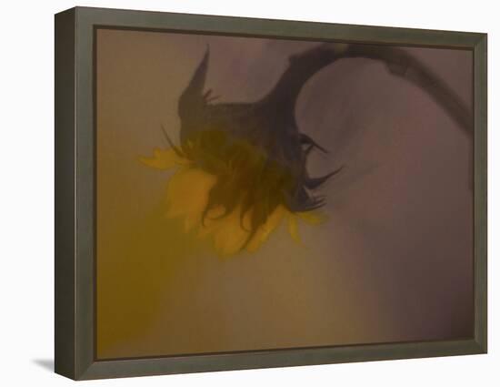 A Sunflower 's Lament-Valda Bailey-Framed Premier Image Canvas