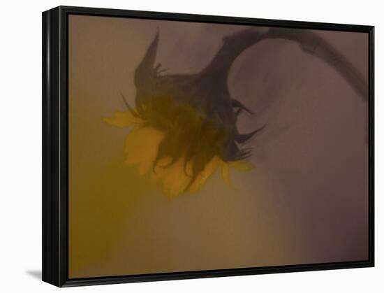 A Sunflower 's Lament-Valda Bailey-Framed Premier Image Canvas