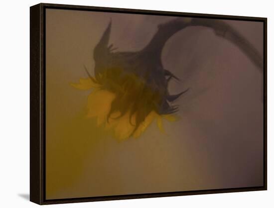 A Sunflower 's Lament-Valda Bailey-Framed Premier Image Canvas