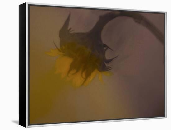 A Sunflower 's Lament-Valda Bailey-Framed Premier Image Canvas