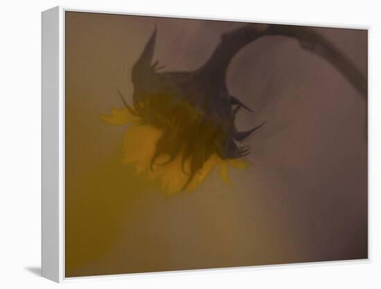 A Sunflower 's Lament-Valda Bailey-Framed Premier Image Canvas