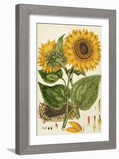 A Sunflower-John Miller (Johann Sebastien Mueller)-Framed Giclee Print