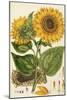 A Sunflower-John Miller (Johann Sebastien Mueller)-Mounted Giclee Print