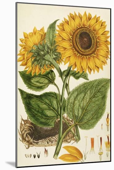 A Sunflower-John Miller (Johann Sebastien Mueller)-Mounted Giclee Print