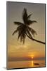 A sunset silhouette of a coconut palm at Paliton beach, Siquijor, Philippines, Southeast Asia, Asia-Nigel Hicks-Mounted Photographic Print