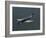 A Supermarine Spitfire MK-18 in Flight-Stocktrek Images-Framed Photographic Print