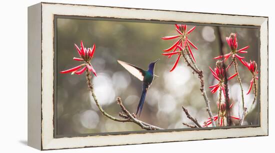 A Swallow-Tailed Hummingbird, Eupetomena Macroura, Feeding from Coral Tree Flowers-Alex Saberi-Framed Premier Image Canvas