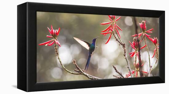 A Swallow-Tailed Hummingbird, Eupetomena Macroura, Feeding from Coral Tree Flowers-Alex Saberi-Framed Premier Image Canvas