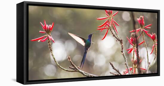 A Swallow-Tailed Hummingbird, Eupetomena Macroura, Feeding from Coral Tree Flowers-Alex Saberi-Framed Premier Image Canvas