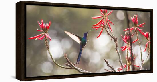 A Swallow-Tailed Hummingbird, Eupetomena Macroura, Feeding from Coral Tree Flowers-Alex Saberi-Framed Premier Image Canvas