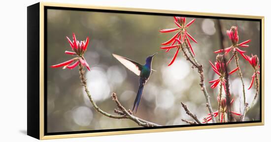 A Swallow-Tailed Hummingbird, Eupetomena Macroura, Feeding from Coral Tree Flowers-Alex Saberi-Framed Premier Image Canvas