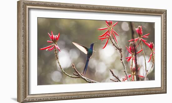 A Swallow-Tailed Hummingbird, Eupetomena Macroura, Feeding from Coral Tree Flowers-Alex Saberi-Framed Photographic Print