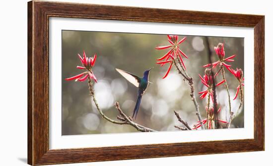 A Swallow-Tailed Hummingbird, Eupetomena Macroura, Feeding from Coral Tree Flowers-Alex Saberi-Framed Photographic Print