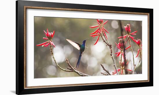 A Swallow-Tailed Hummingbird, Eupetomena Macroura, Feeding from Coral Tree Flowers-Alex Saberi-Framed Photographic Print