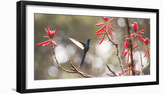 A Swallow-Tailed Hummingbird, Eupetomena Macroura, Feeding from Coral Tree Flowers-Alex Saberi-Framed Photographic Print