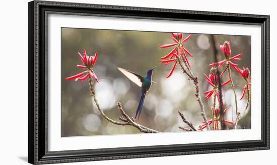 A Swallow-Tailed Hummingbird, Eupetomena Macroura, Feeding from Coral Tree Flowers-Alex Saberi-Framed Photographic Print