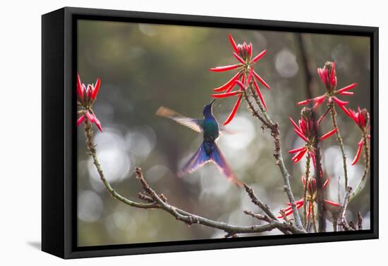 A Swallow-Tailed Hummingbird, Eupetomena Macroura, Feeding from Coral Tree Flowers-Alex Saberi-Framed Premier Image Canvas