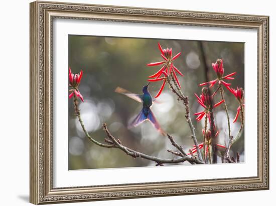 A Swallow-Tailed Hummingbird, Eupetomena Macroura, Feeding from Coral Tree Flowers-Alex Saberi-Framed Photographic Print