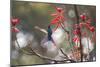 A Swallow-Tailed Hummingbird, Eupetomena Macroura, Feeding from Coral Tree Flowers-Alex Saberi-Mounted Photographic Print