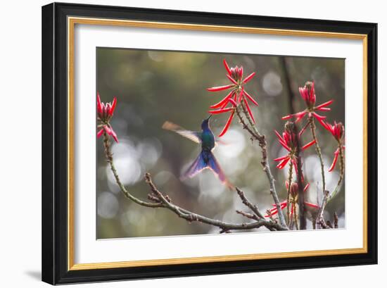 A Swallow-Tailed Hummingbird, Eupetomena Macroura, Feeding from Coral Tree Flowers-Alex Saberi-Framed Photographic Print