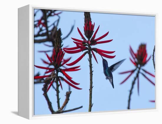 A Swallow-Tailed Hummingbird, Eupetomena Macroura Feeds on a Flower of a Coral Tree-Alex Saberi-Framed Premier Image Canvas