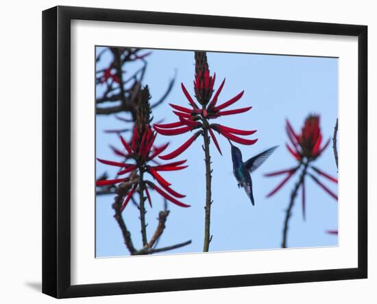 A Swallow-Tailed Hummingbird, Eupetomena Macroura Feeds on a Flower of a Coral Tree-Alex Saberi-Framed Photographic Print