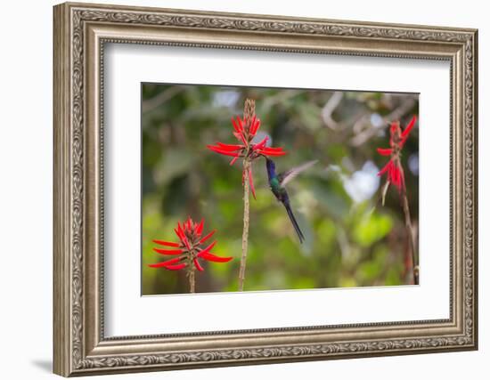 A Swallow-Tailed Hummingbird, Eupetomena Macroura, Mid Flight, Feeding from a Flower-Alex Saberi-Framed Photographic Print