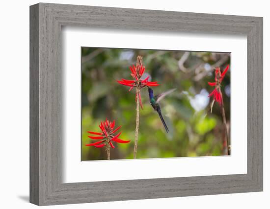 A Swallow-Tailed Hummingbird, Eupetomena Macroura, Mid Flight, Feeding from a Flower-Alex Saberi-Framed Photographic Print